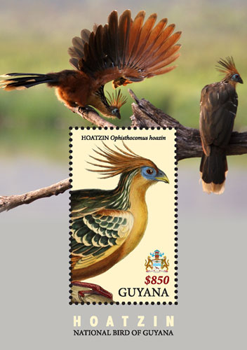 GUY1828SS